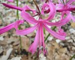 Nerine_bowdenii