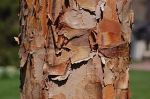 320px-Paperbark_Maple_Acer_griseum_Bark_3008px