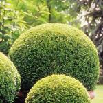 buxus sempervirens