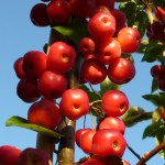 crab apple red&nbsp;sentinel
