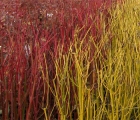 Dogwoods provide wonderful winter stem colour