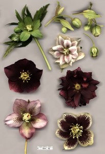 Hellebore_flowers