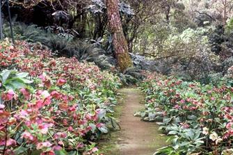 hellebores massed planting-thumb