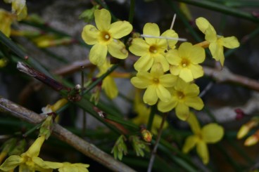 Looking good- Winter Jasmine (Jasminum nudiflorum)
