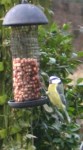 blue tit on&nbsp;feeder