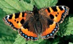 small tortoiseshell