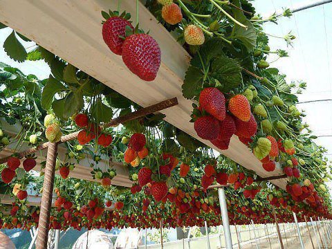 PicPost: Fruitful pergola...