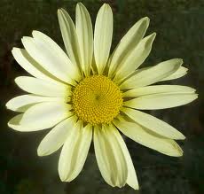 Anthemis tinctoria 'E.C.Buxton'