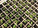 basil seedlings in&nbsp;modules