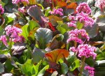 bergenia group- ‘simply&nbsp;sweet’