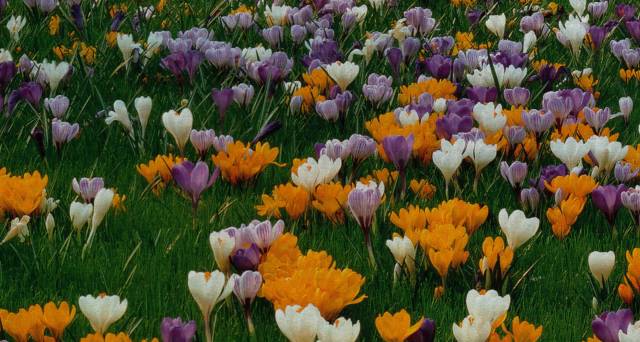 crocus carpet