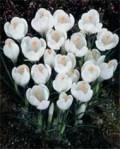 crocus jeanne d’arc