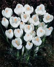 Crocus 'Jeanne d'Arc'