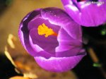 crocus