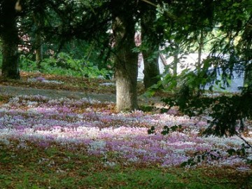 Cyclamen in a woodland setting