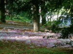 cyclamen woodland
