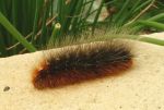 Garden Tiger Moth&nbsp;caterpillar