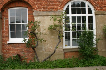 Shrubs in front of the southern wall of the old Workhouse- showing the arcading that was once open