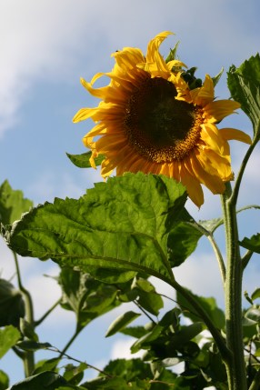 Sunflowers were planted by a local playgroup at the May opening of the garden - with the wet summer they grew to over 2.5 metres tall!