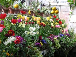 Inside the orangery- a heady mix of seasonal colour and fragrance