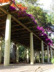 Pergola- Canary islands