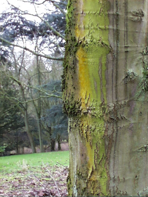 Trunk colour Batsford Arboretum