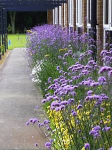 A 'Nectar bar' of insect- attracting plants