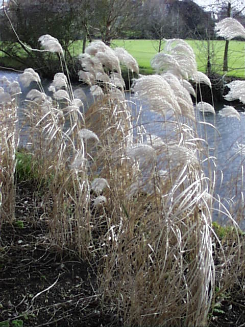 Winter Grasses