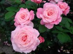 ‘Tickled Pink’ rose