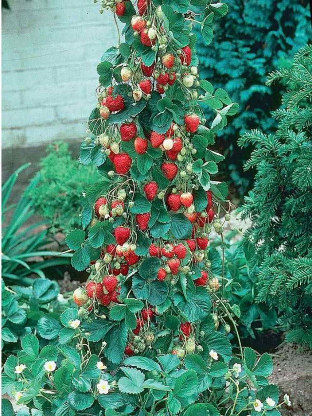 PicPost: Strawberry Fall