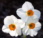 Narcissus geranium