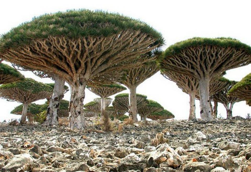 PicPost: Not mushroom | Old School Garden
