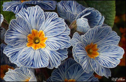 PicPost: Veinglorious