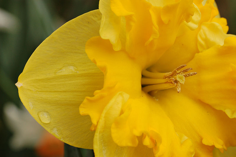 Plantax 6: For the love of..Narcissus | Old School Garden