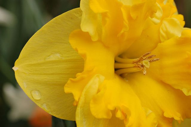 Daffodil flower close up