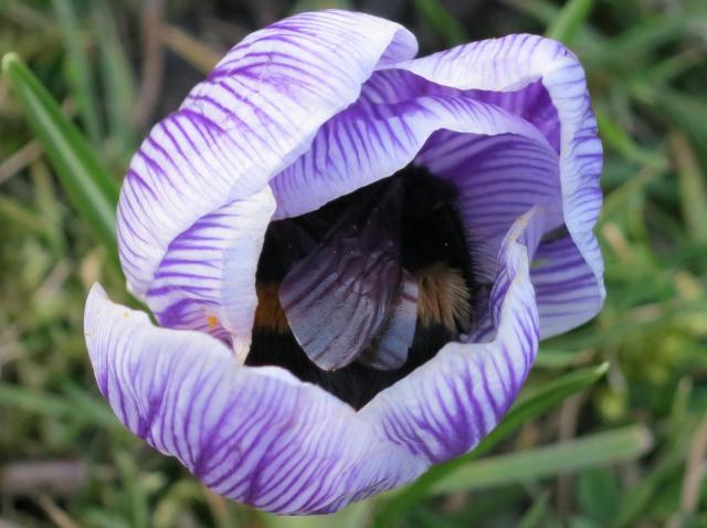 PicPost: Bee friendly