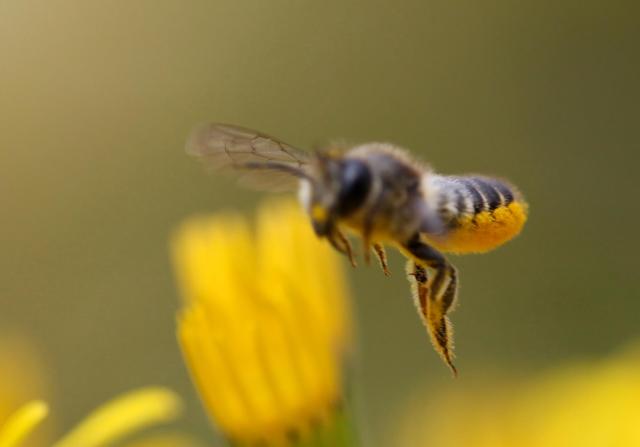 PicPost: Hover craft