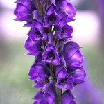 aconitum