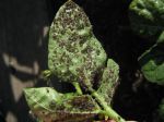 aphids on beans