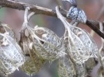 Campanula lactiflora seed&nbsp;heads