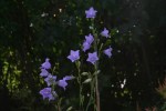 Campanula persicifolia