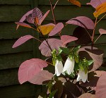 Campanula takesimana ‘Alba’ with&nbsp;Cotinus