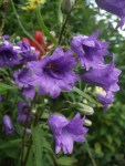 Campanula_Bernice_