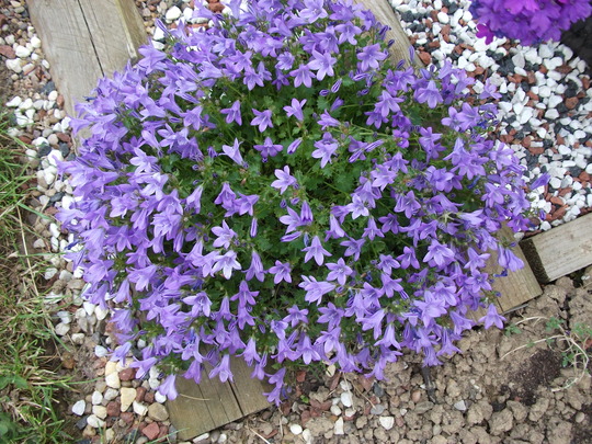 Campanula poscharskyana (Serbian Bellflower)