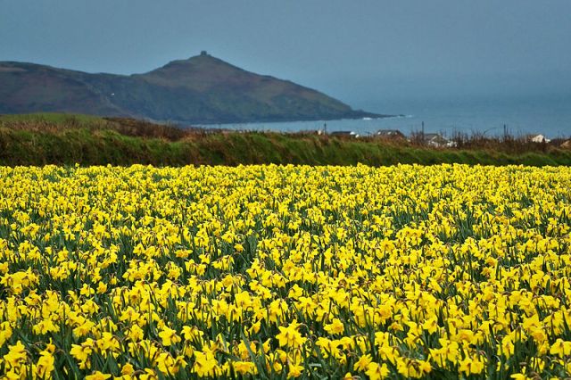 Cornwall daffodils- traditionally the place (along with the Scilly Isles and Channel Islands) where early supplies of cut flowers are sent out to the rest of Britain.
