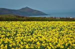 Cornwall Daffodils