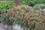 cotoneaster horizontalis