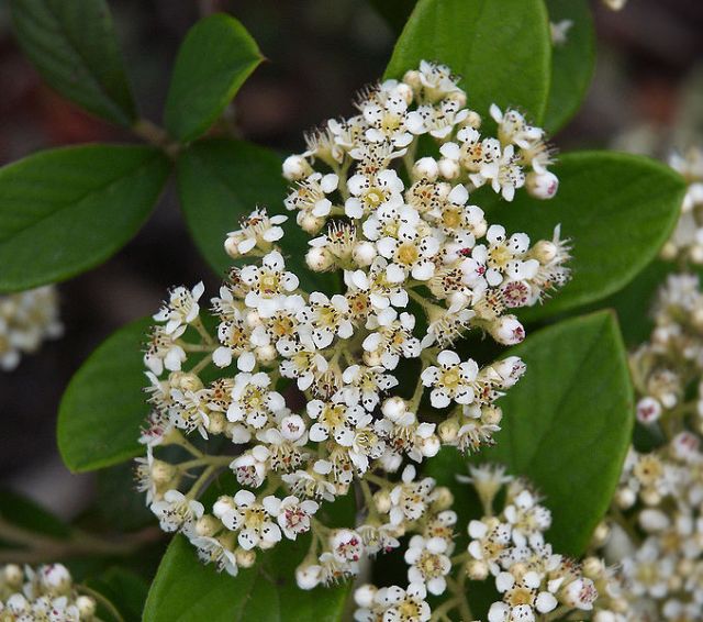 Cotoneaster lacteus - flowers