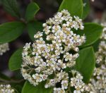 Cotoneaster lacteus flowers