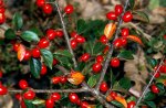 cotoneaster simonsii